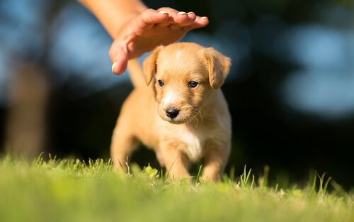 Cosa insegnare ad un cucciolo di cane entro i 6 mesi