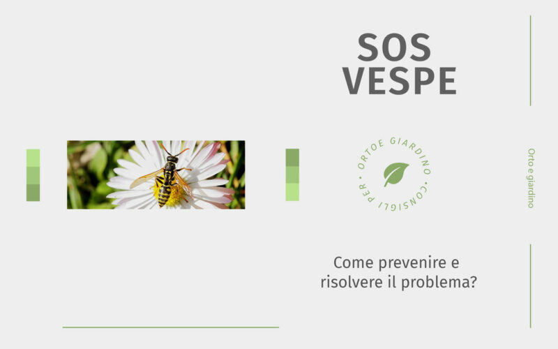 Vespe: come prevenire e risolvere il problema