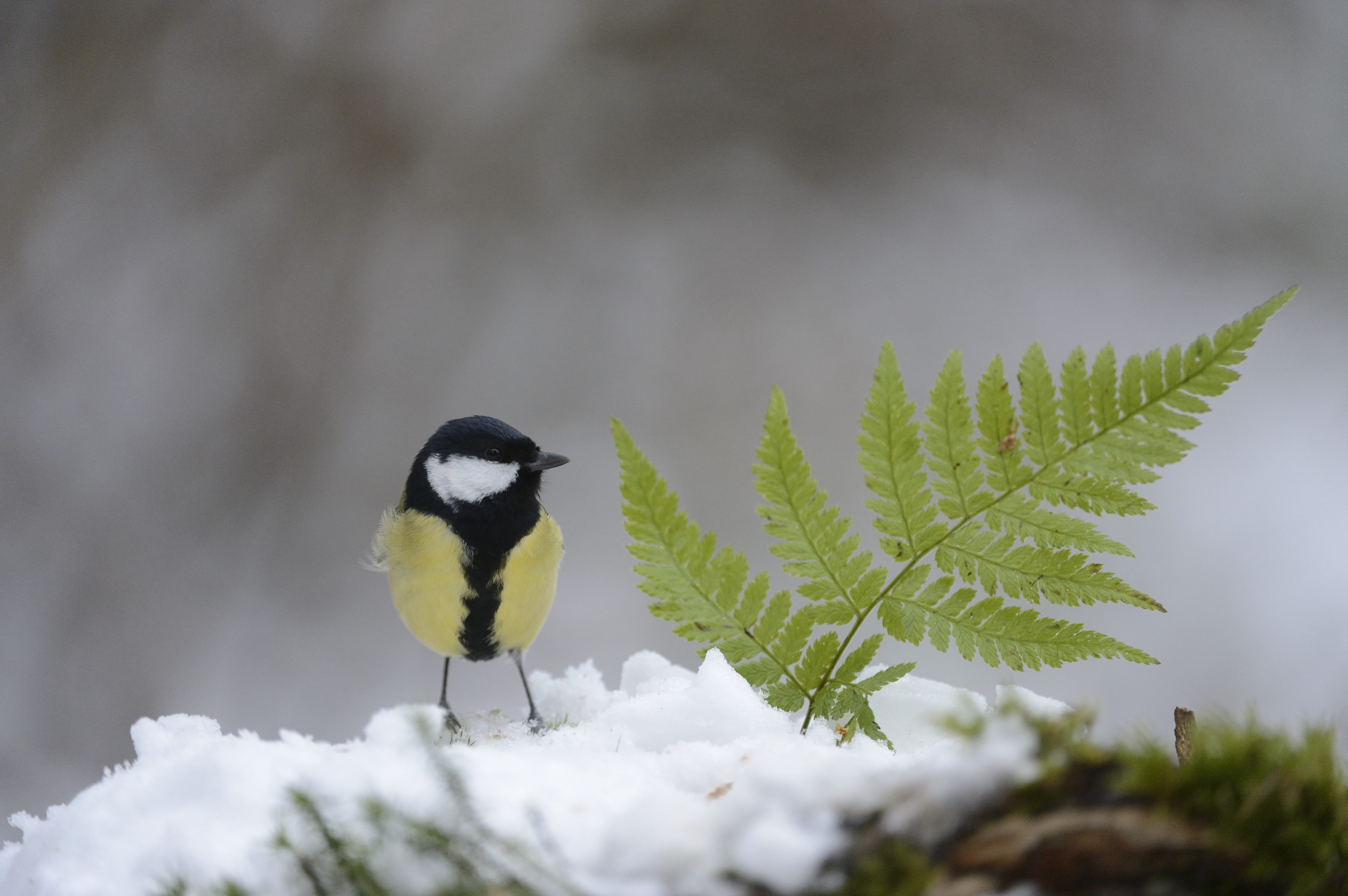 Birdfeeding: come nutrire gli uccellini in libertà in inverno
